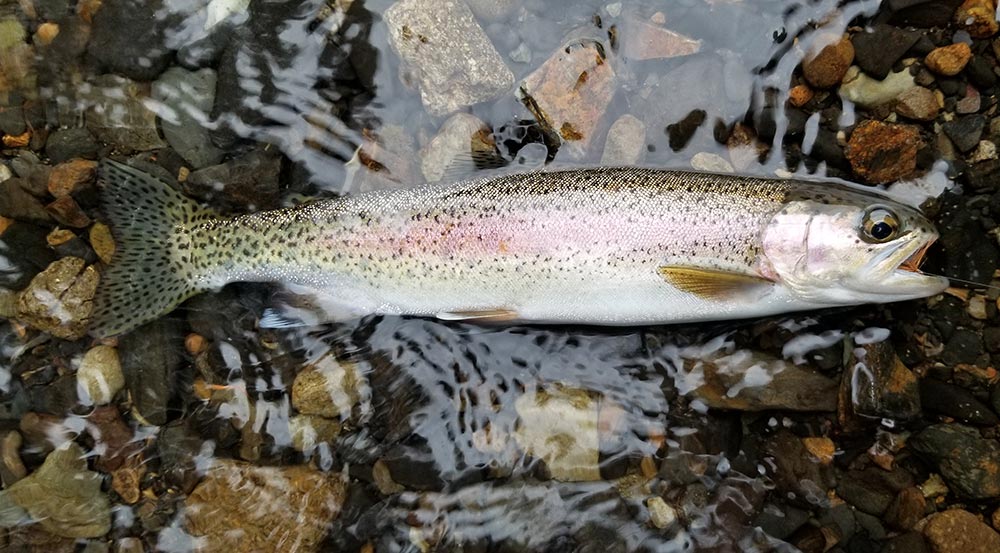 The “Cascadia Trout”